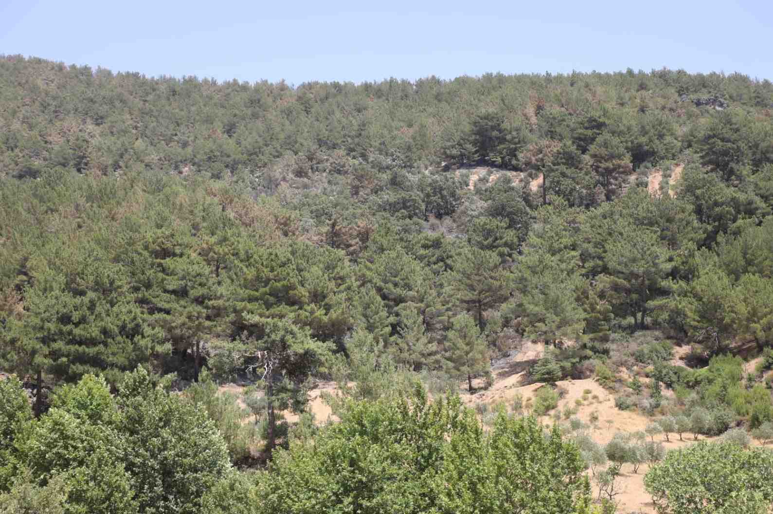 crop_03d78c9d-7564-4bb3-85dc-9f953cc351cd.jpeg