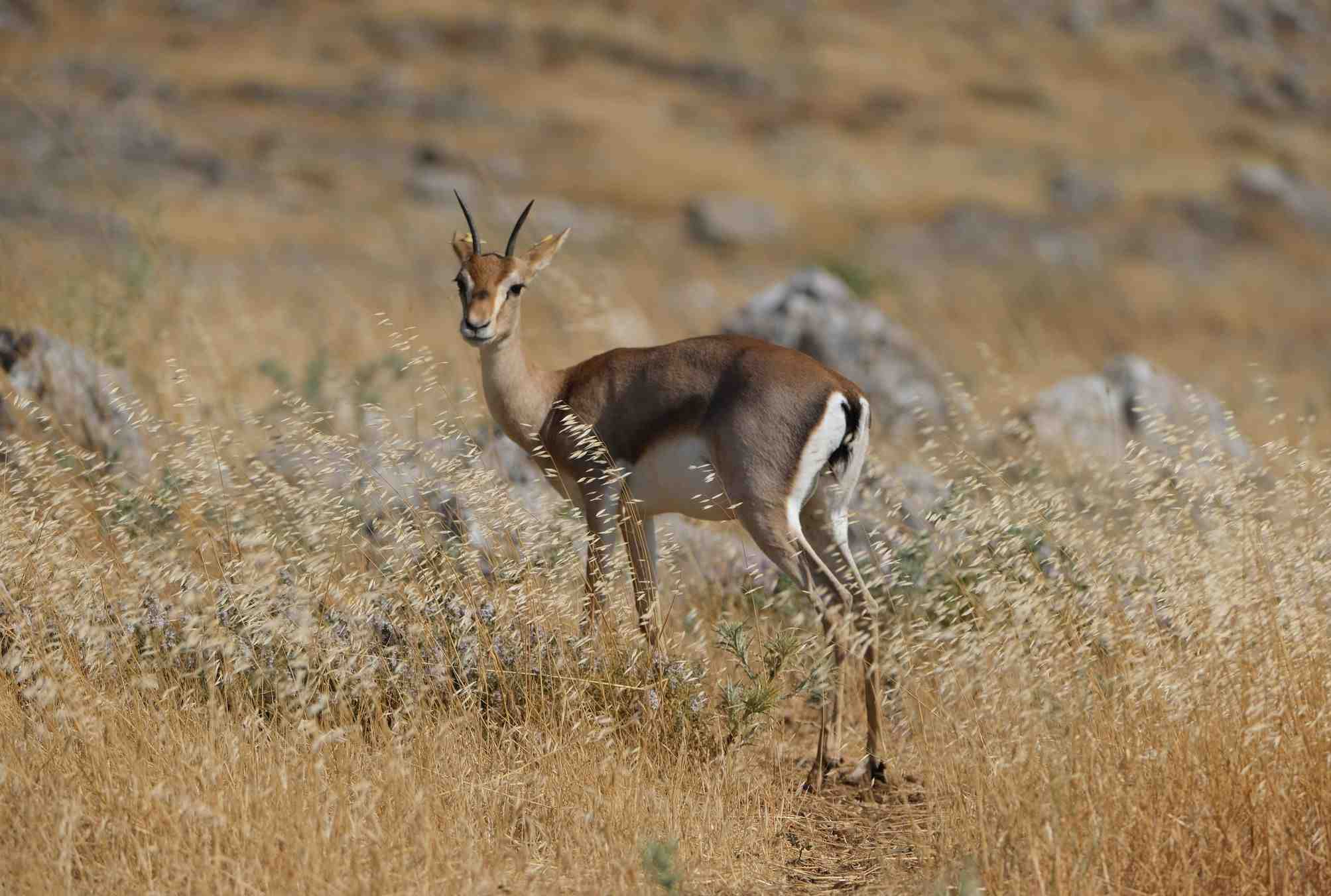 crop_b649148c-f2fa-40f3-a33a-ca6811e1cb58.jpg